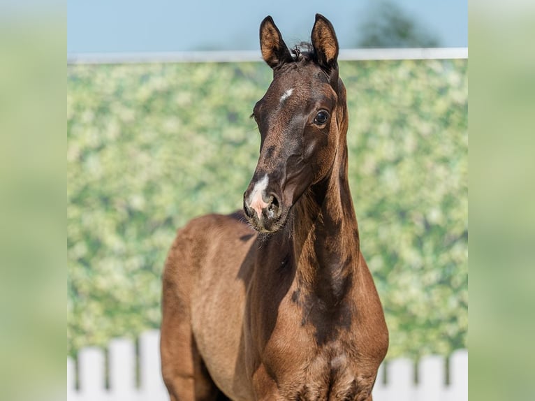 Westphalian Mare Foal (04/2026) Black in Mnster-Handorf