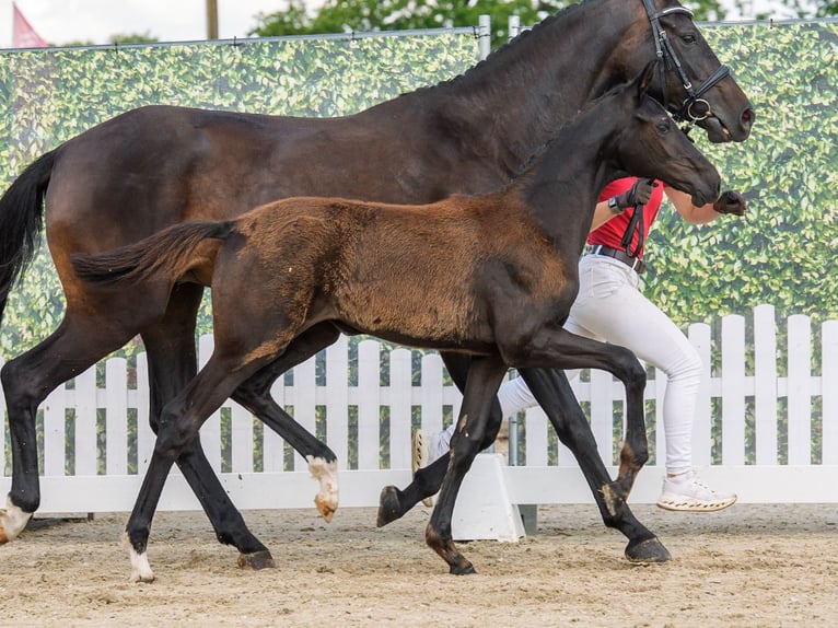 Westphalian Mare Foal (03/2026) Black in Mnster-Handorf