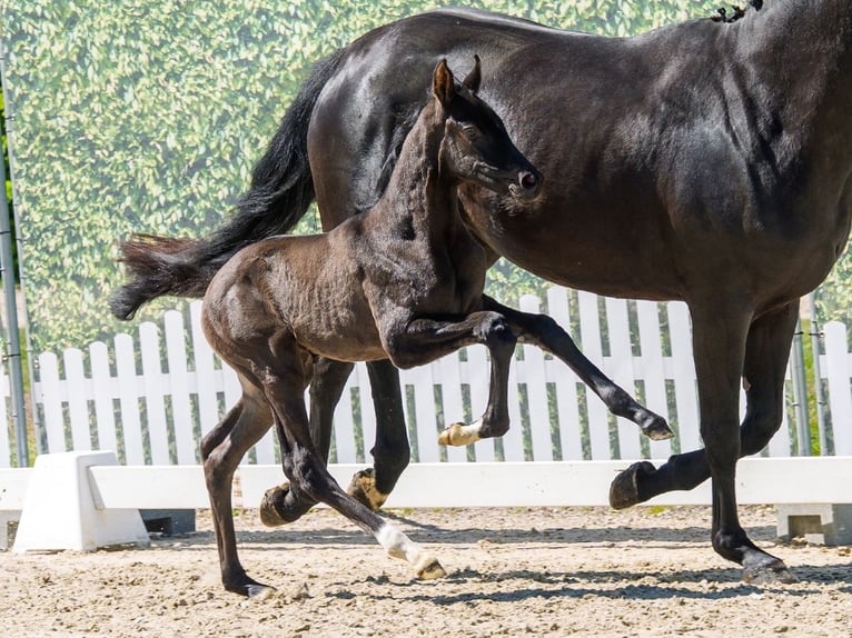 Westphalian Mare Foal (04/2026) Black in Mnster-Handorf