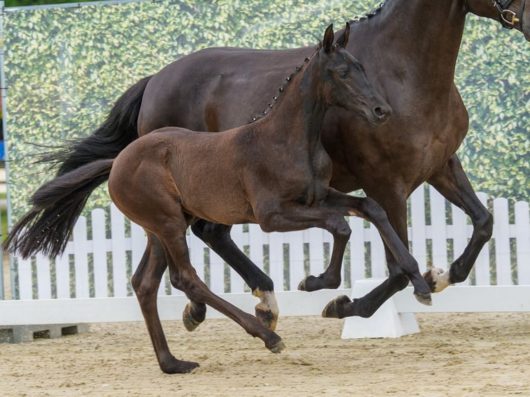 Westphalian Mare Foal (05/2026) Black in Mnster-Handorf