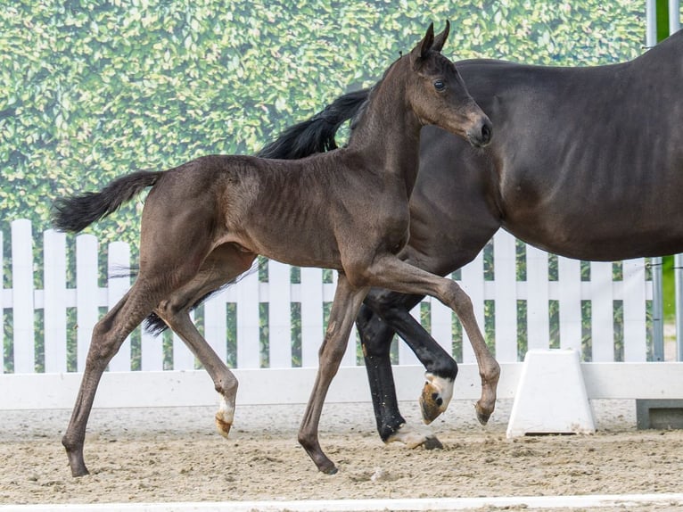 Westphalian Mare Foal (04/2026) Black in Mnster-Handorf