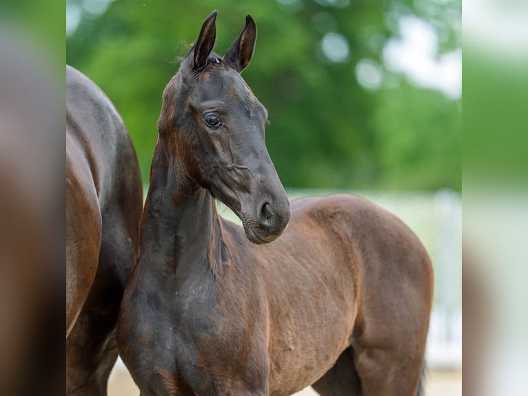Westphalian Mare Foal (05/2026) Black in Mnster-Handorf