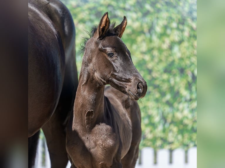 Westphalian Mare Foal (04/2026) Black in Mnster-Handorf