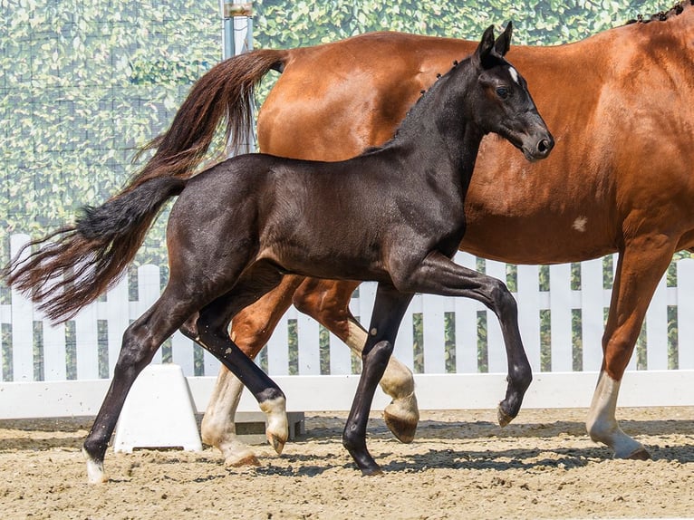 Westphalian Mare Foal (05/2026) Black in Mnster-Handorf