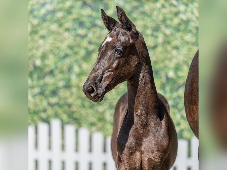 Westphalian Mare Foal (05/2026) Black in Mnster-Handorf