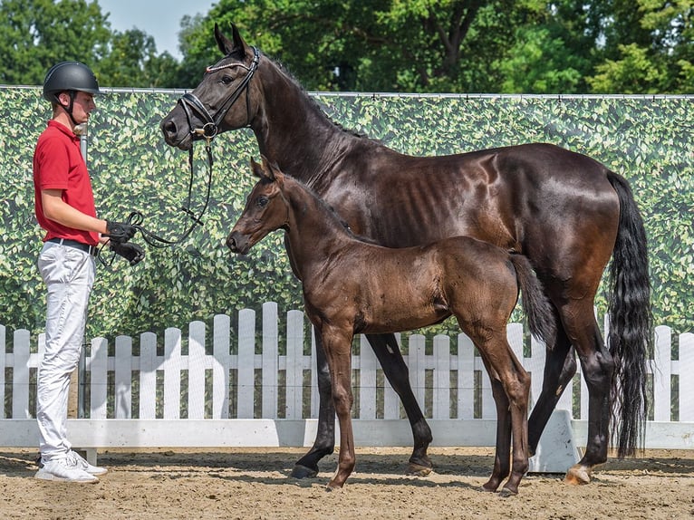 Westphalian Mare Foal (06/2025) Black in M&#xFC;nster-Handorf