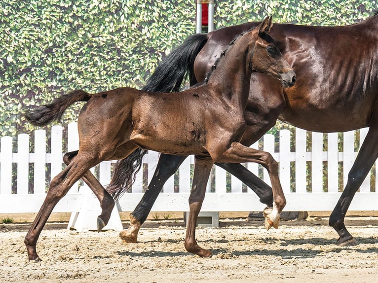 Westphalian Mare Foal (06/2025) Black in M&#xFC;nster-Handorf