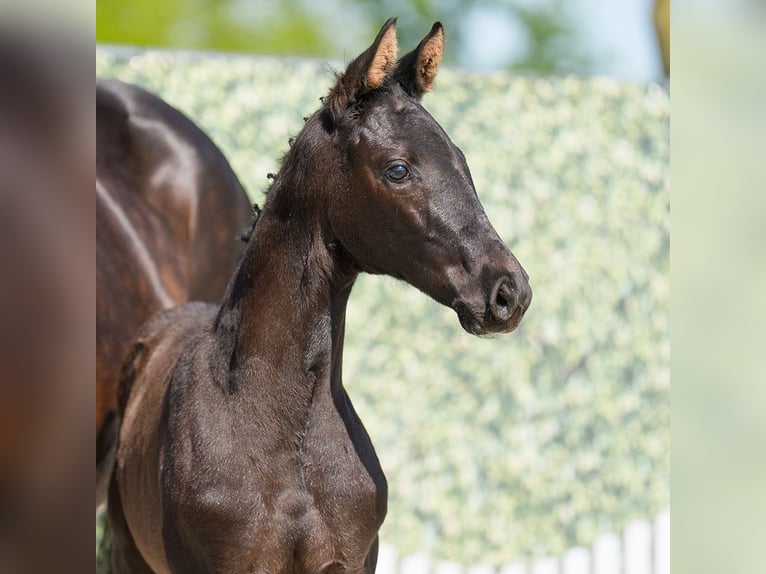 Westphalian Mare  Black in Münster-Handorf