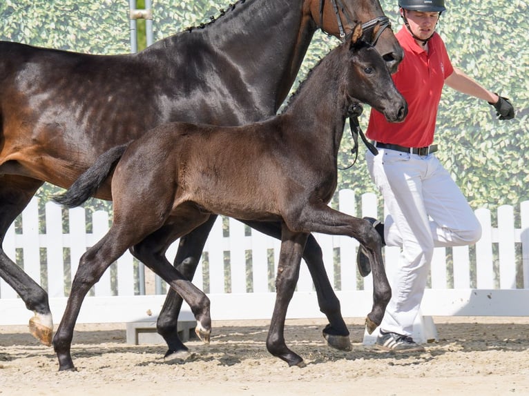 Westphalian Mare  Black in Münster-Handorf