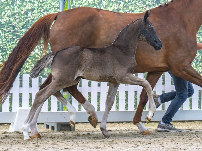 Westphalian Mare  Black in M&#xFC;nster Handorf