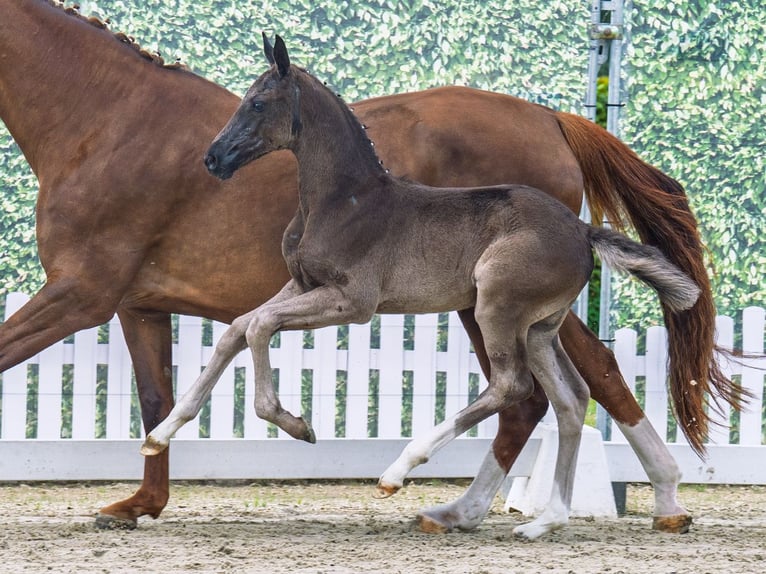 Westphalian Mare  Black in M&#xFC;nster Handorf