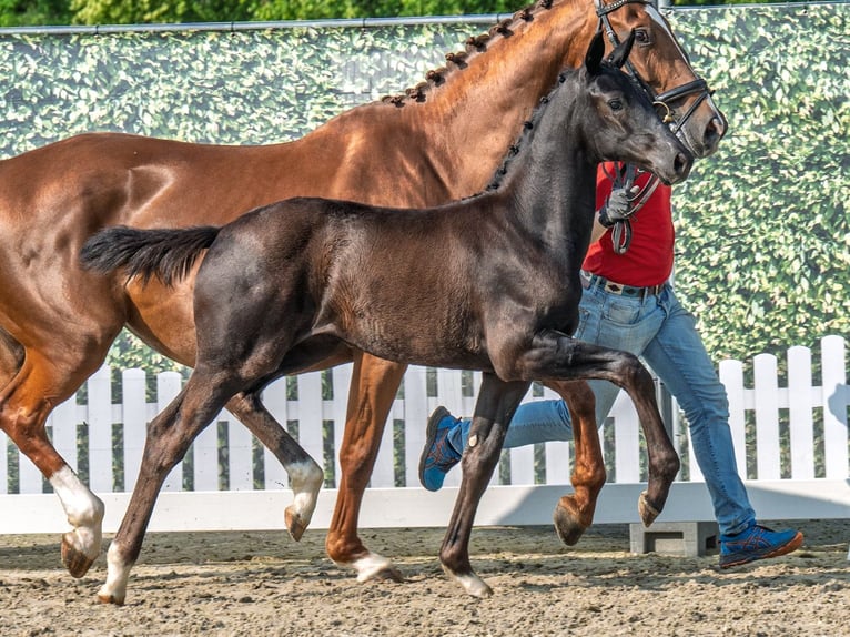 Westphalian Mare  Black in M&#xFC;nster Handorf
