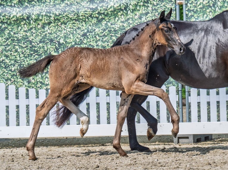 Westphalian Mare  Black in M&#xFC;nster Handorf