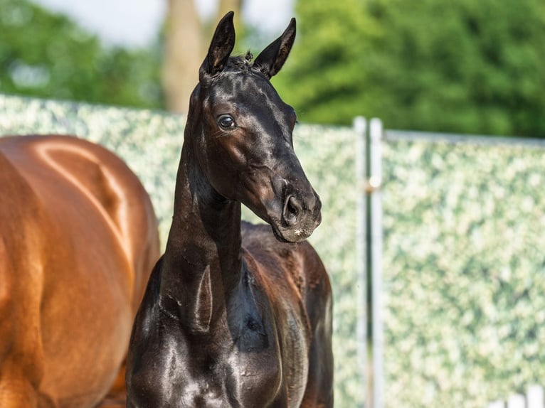 Westphalian Mare  Black in M&#xFC;nster Handorf