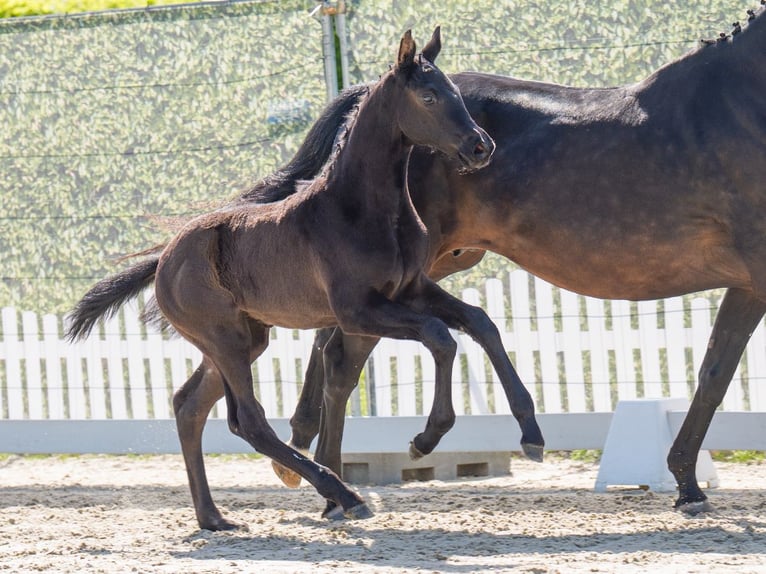 Westphalian Mare  Black in Münster-Handorf