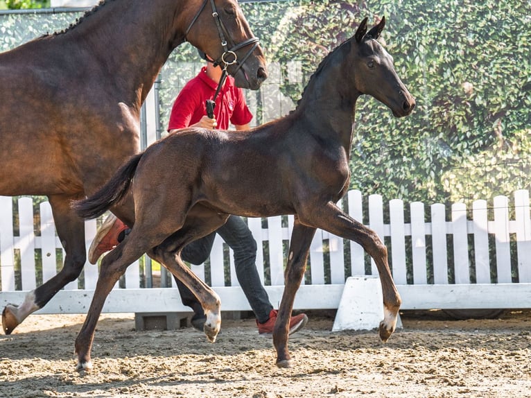 Westphalian Mare Foal (06/2025) Black in M&#xFC;nster-Handorf