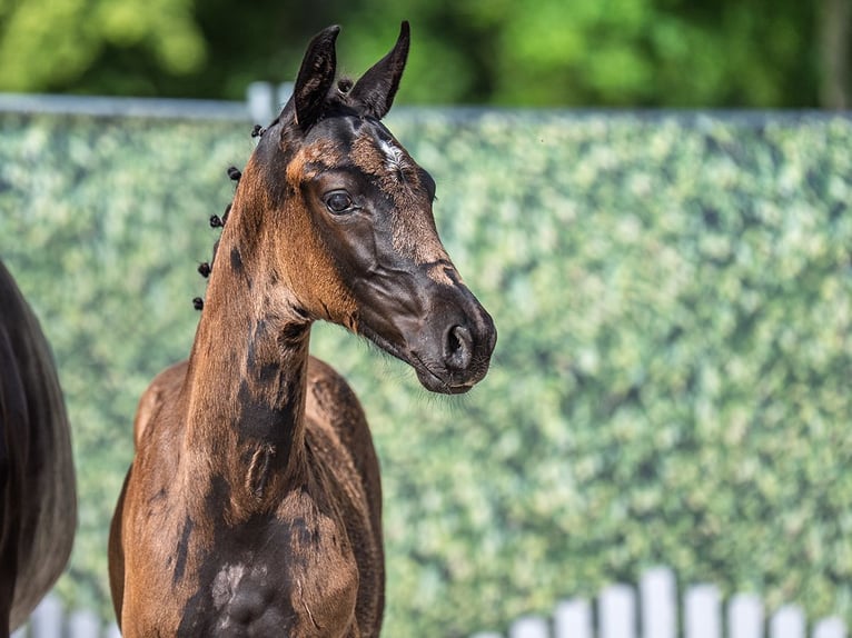 Westphalian Mare  Black in M&#xFC;nster Handorf