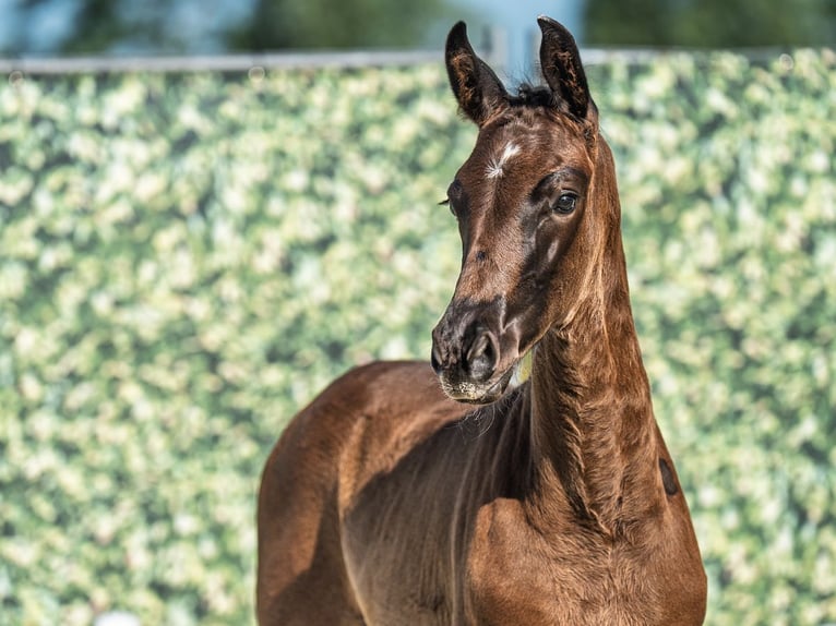 Westphalian Mare  Black in M&#xFC;nster Handorf