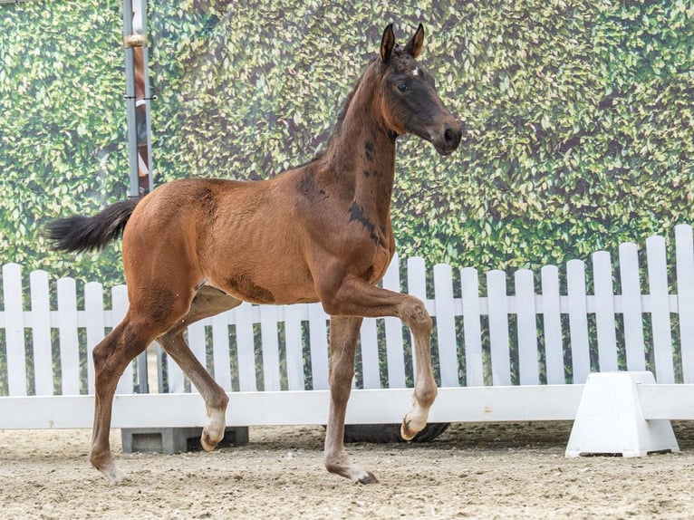 Westphalian Mare Foal (03/2026) Black in Münster-Handorf
