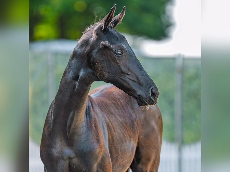 Westphalian Mare Foal (06/2025) Black in M&#xFC;nster-Handorf