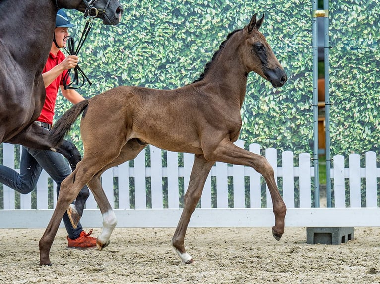 Westphalian Mare Foal (07/2025) Black in M&#xFC;nster-Handorf