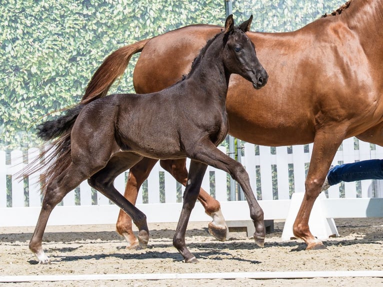 Westphalian Mare Foal (03/2026) Black in Münster-Handorf