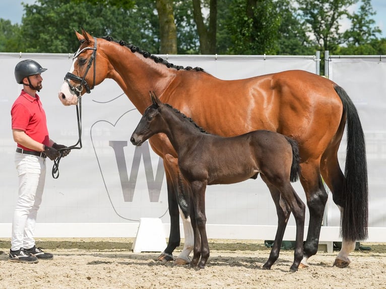 Westphalian Mare Foal (05/2024) Black in Münster-Handorf