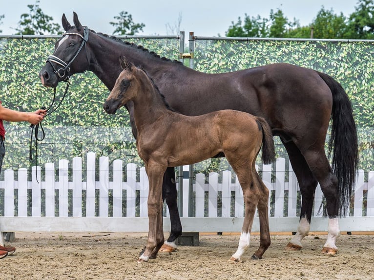 Westphalian Mare Foal (07/2025) Black in M&#xFC;nster-Handorf