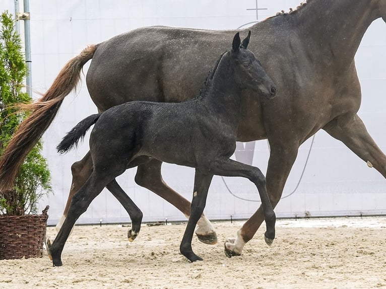 Westphalian Mare Foal (03/2024) Black in Münster-Handorf