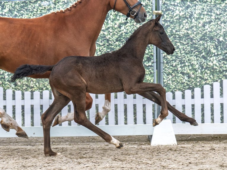Westphalian Mare  Black in M&#xFC;nster Handorf