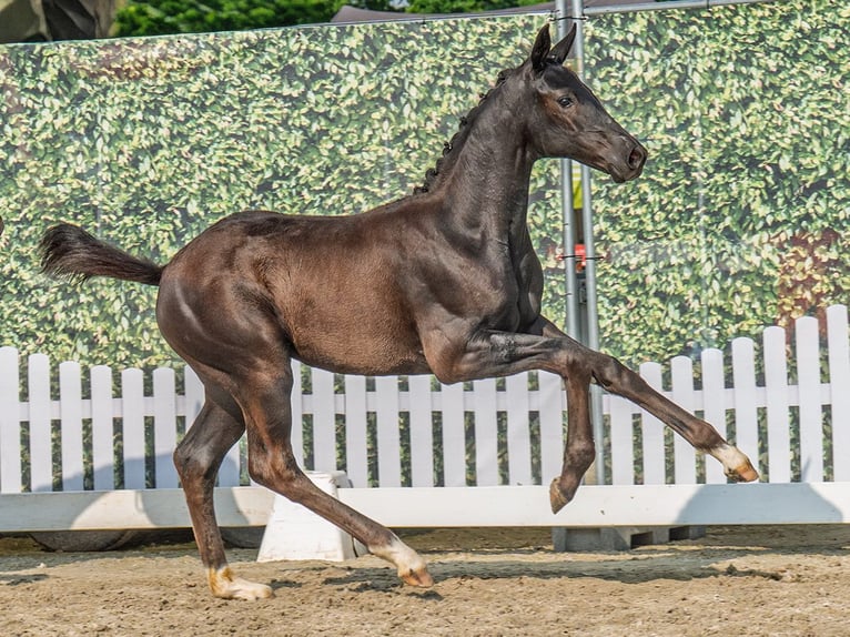 Westphalian Mare  Black in M&#xFC;nster Handorf