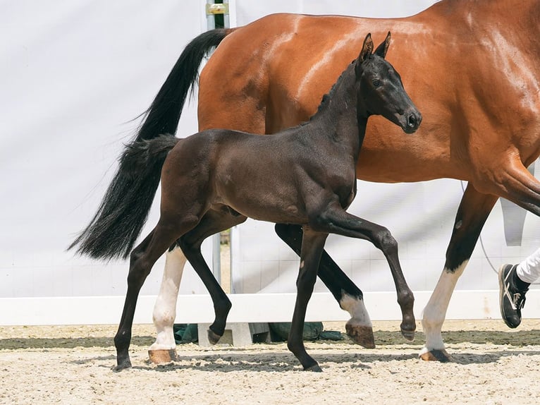 Westphalian Mare Foal (05/2024) Black in Münster-Handorf