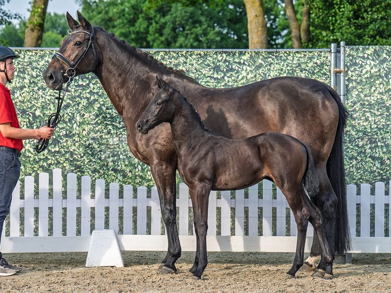 Westphalian Mare  Black in M&#xFC;nster Handorf