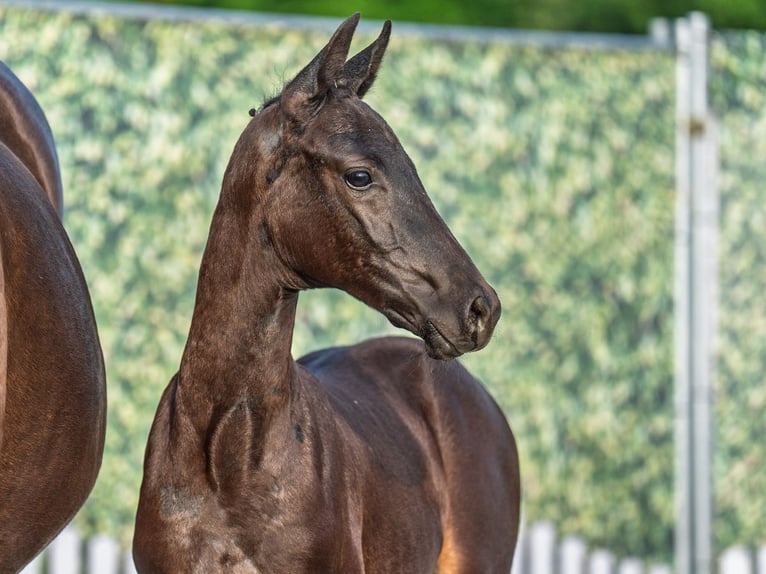 Westphalian Mare  Black in M&#xFC;nster Handorf
