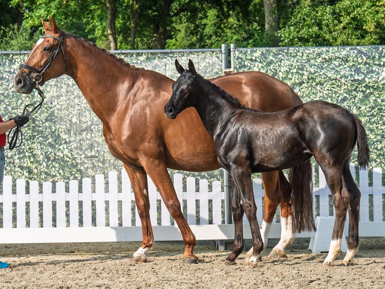 Westphalian Mare  Black in M&#xFC;nster Handorf