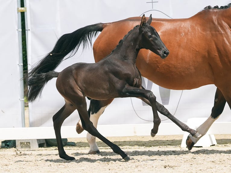 Westphalian Mare Foal (05/2024) Black in Münster-Handorf