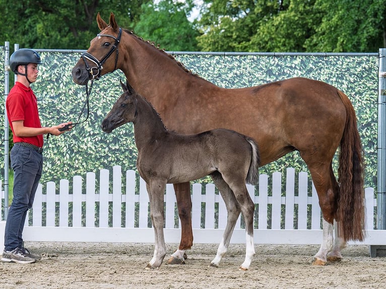 Westphalian Mare  Black in M&#xFC;nster Handorf