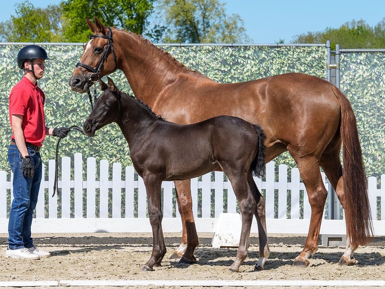 Westphalian Mare Foal (03/2026) Black in Münster-Handorf