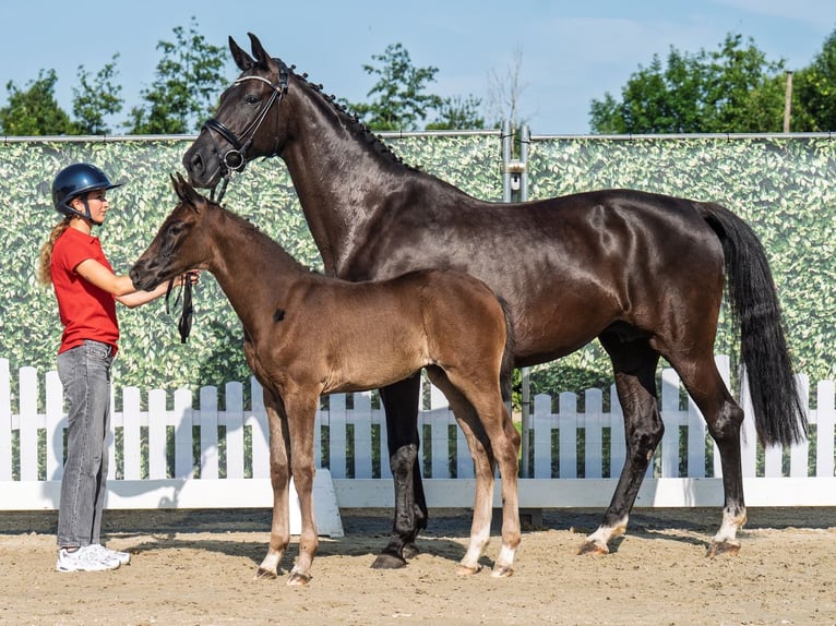 Westphalian Mare  Black in M&#xFC;nster Handorf