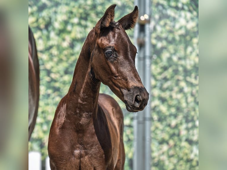 Westphalian Mare Foal (06/2025) Black in M&#xFC;nster-Handorf