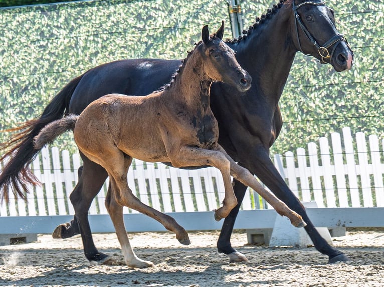 Westphalian Mare  Black in M&#xFC;nster Handorf