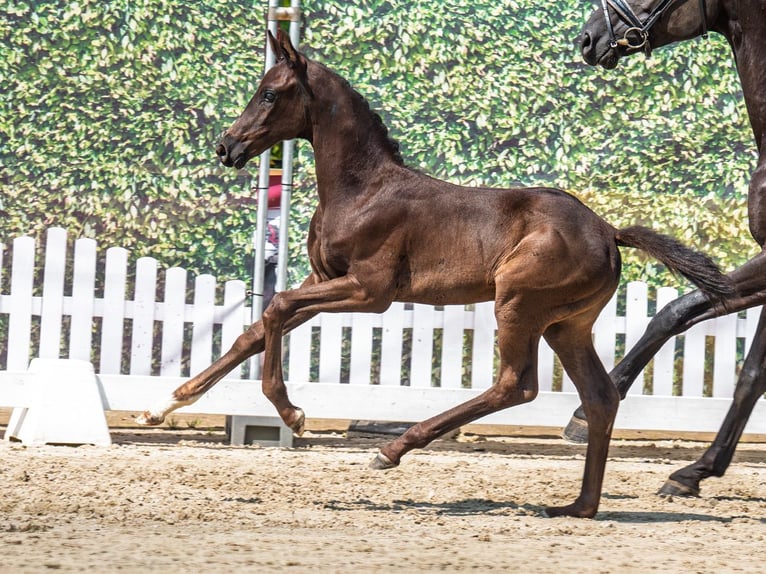 Westphalian Mare Foal (06/2025) Black in M&#xFC;nster-Handorf