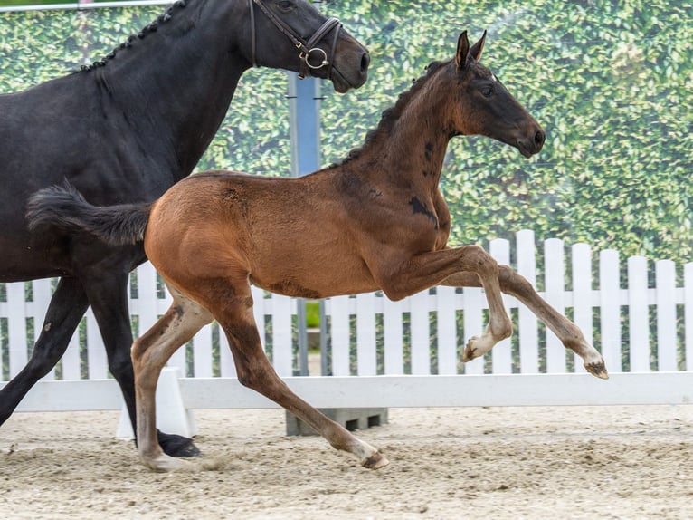Westphalian Mare Foal (03/2026) Black in Münster-Handorf