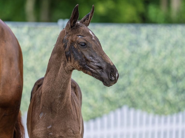 Westphalian Mare  Black in M&#xFC;nster Handorf