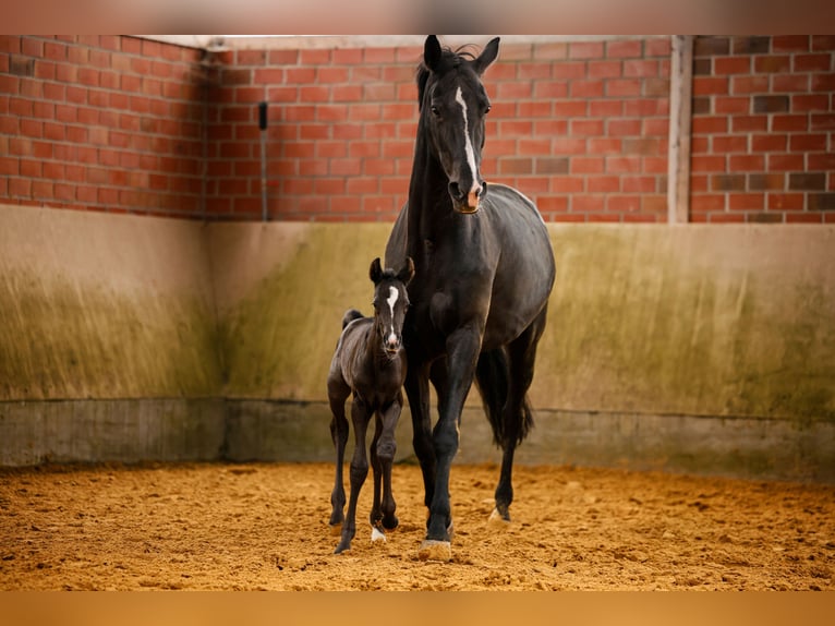 Westphalian Mare  Black in Schlangen
