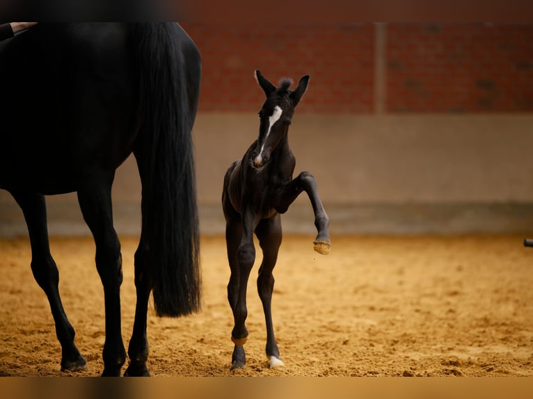 Westphalian Mare  Black in Schlangen