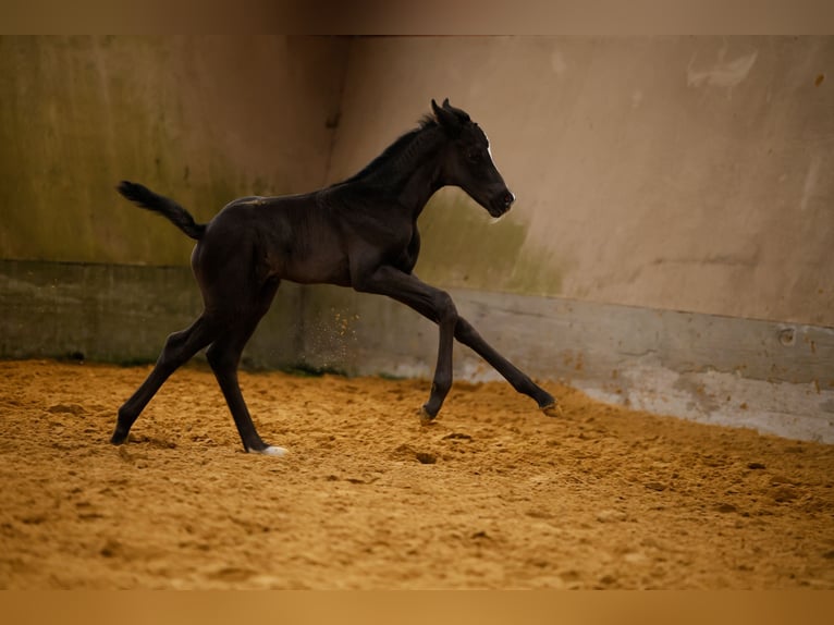 Westphalian Mare  Black in Schlangen
