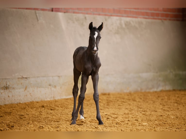 Westphalian Mare  Black in Schlangen