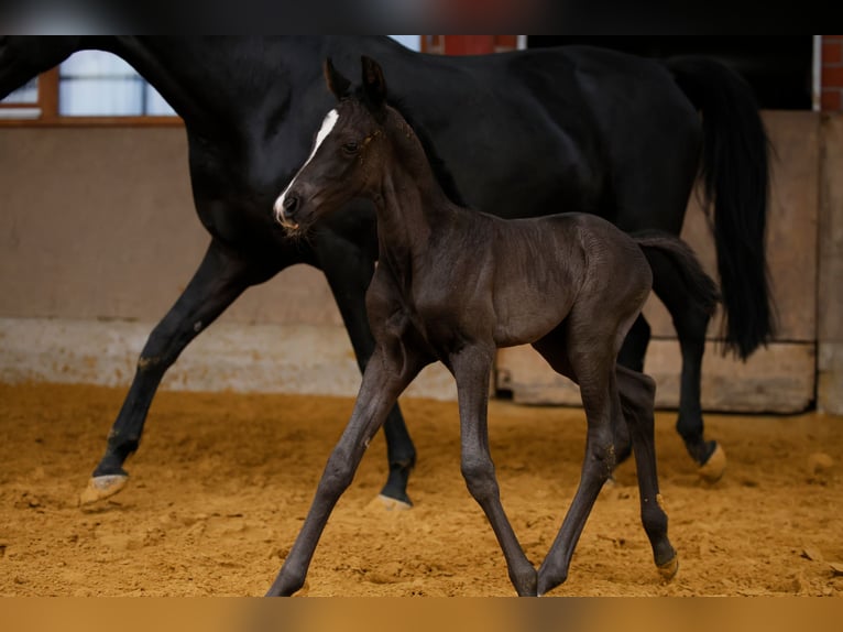 Westphalian Mare  Black in Schlangen
