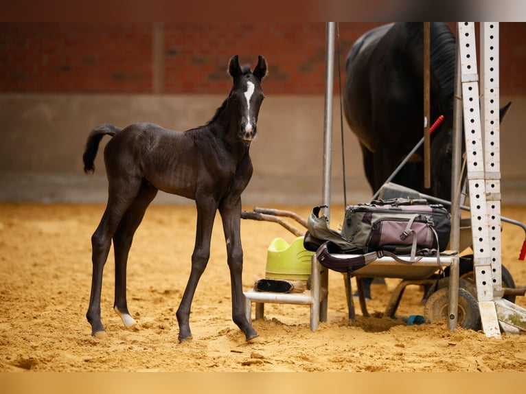 Westphalian Mare  Black in Schlangen